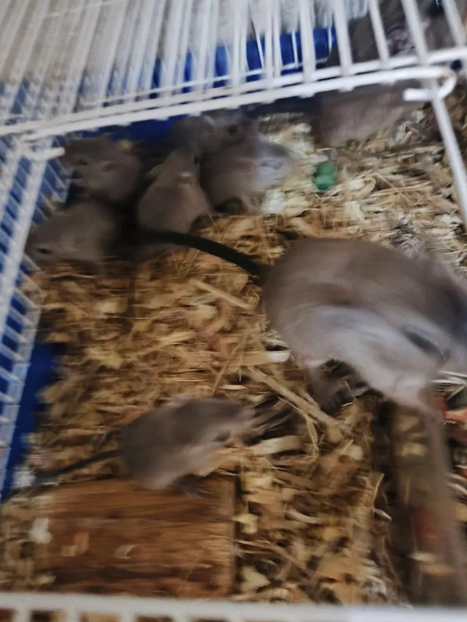 Gerbil  - Foto 3