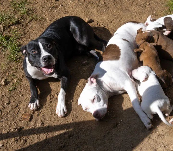 Filhotes de American Bully  - Foto 2