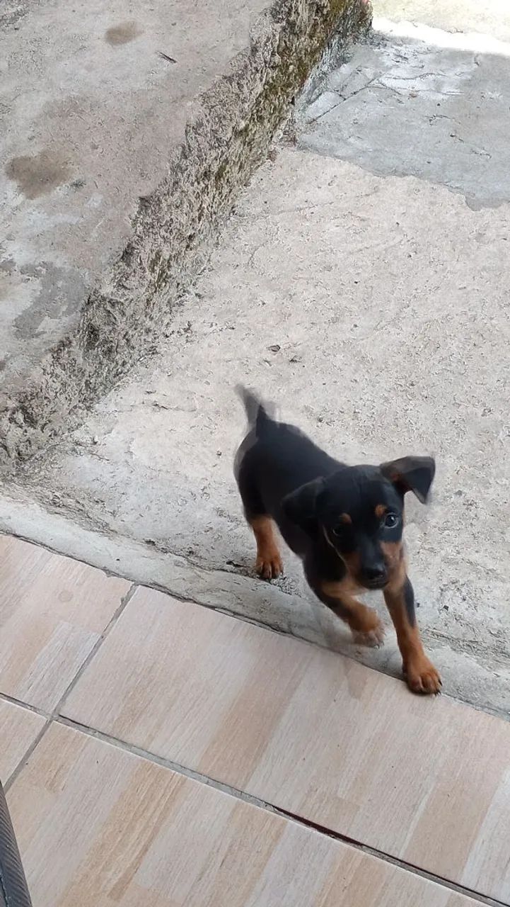 Pincher - Foto 2