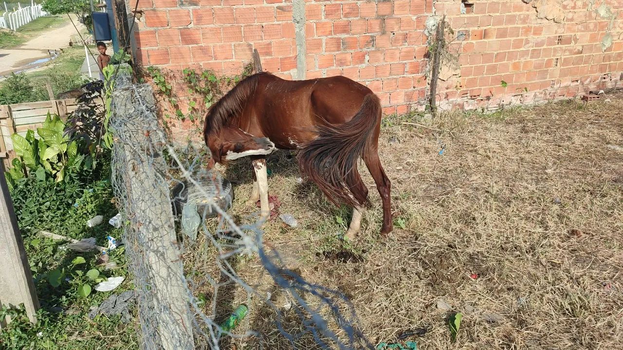 Égua boa - Foto 4