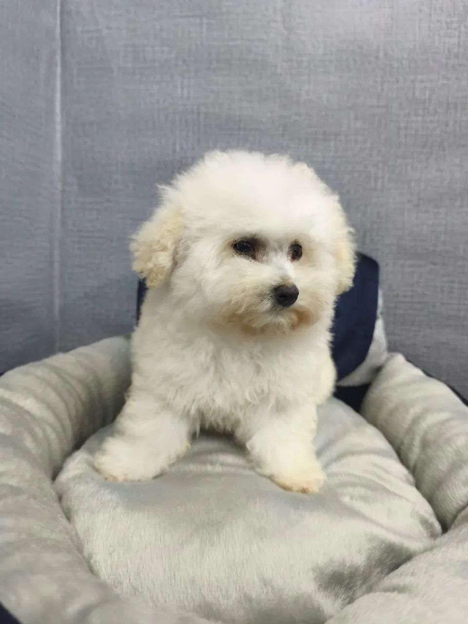 Poodle macho 