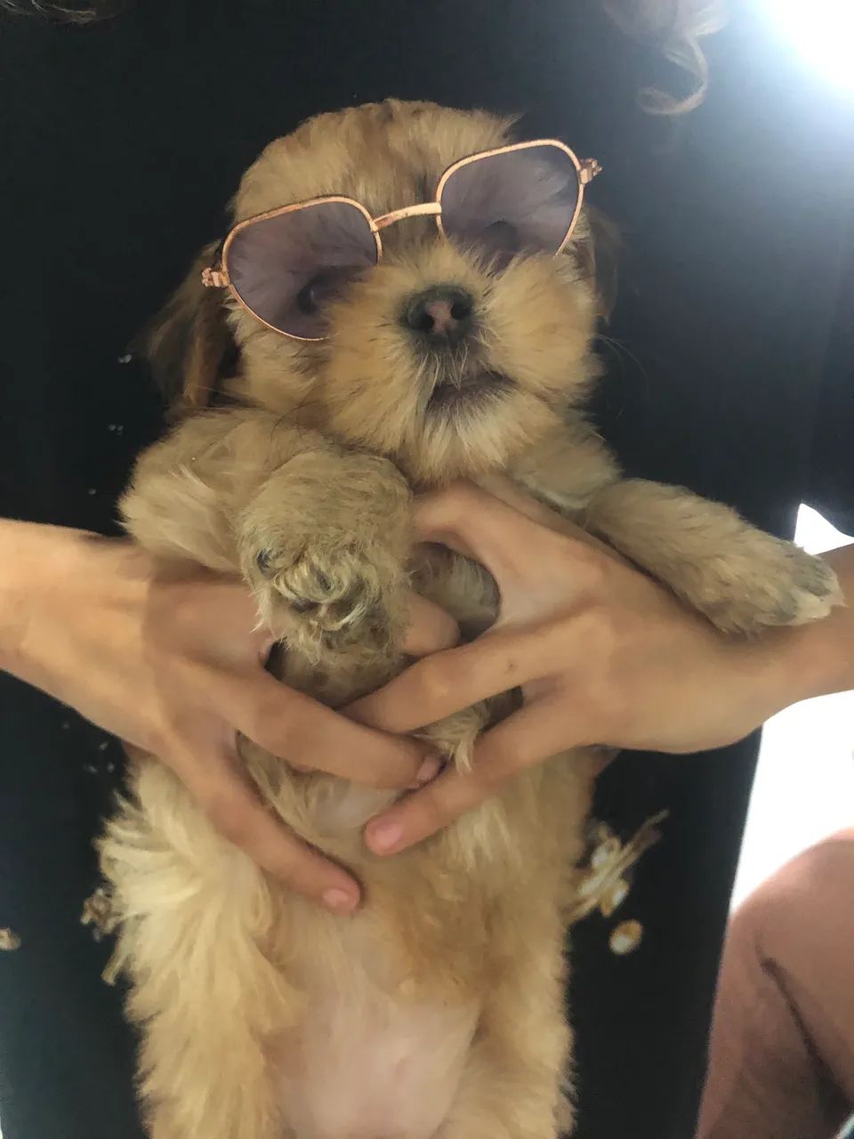 Cachorro shih tzu 