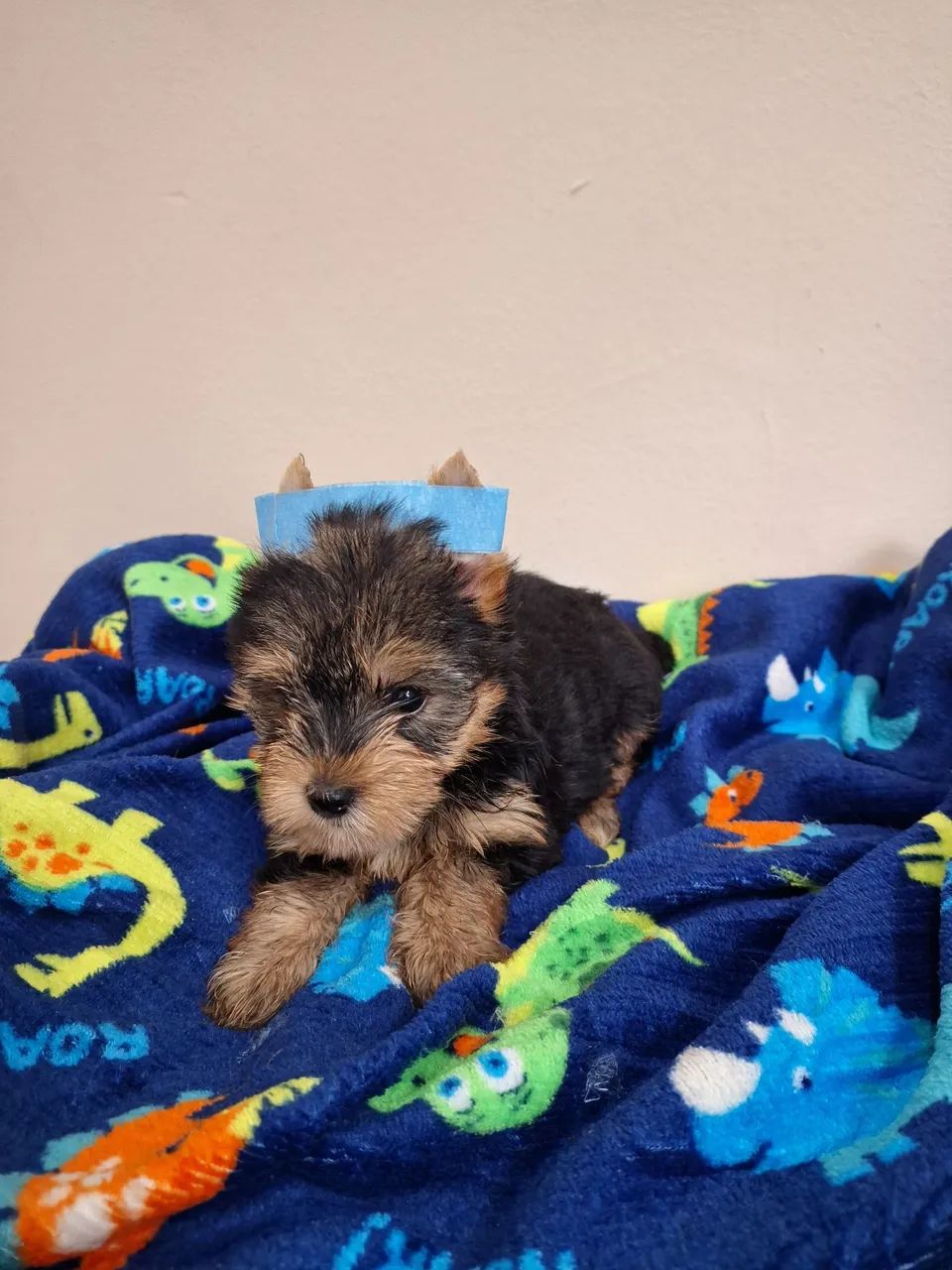 Yorkshire Terrier micro - Foto 5