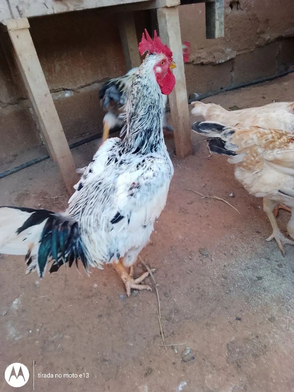 Galos