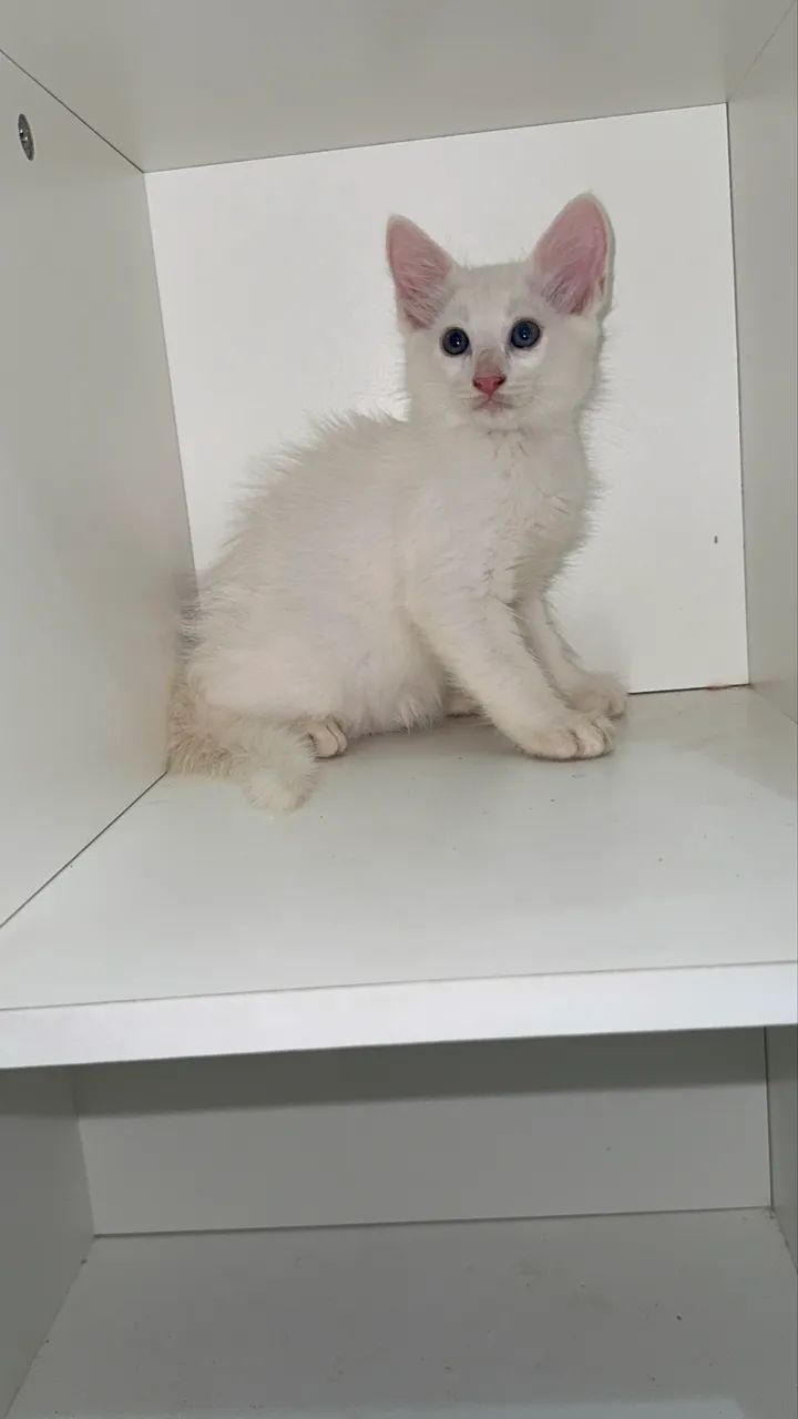 Filhotes de Angoras disponíveis  - Foto 4