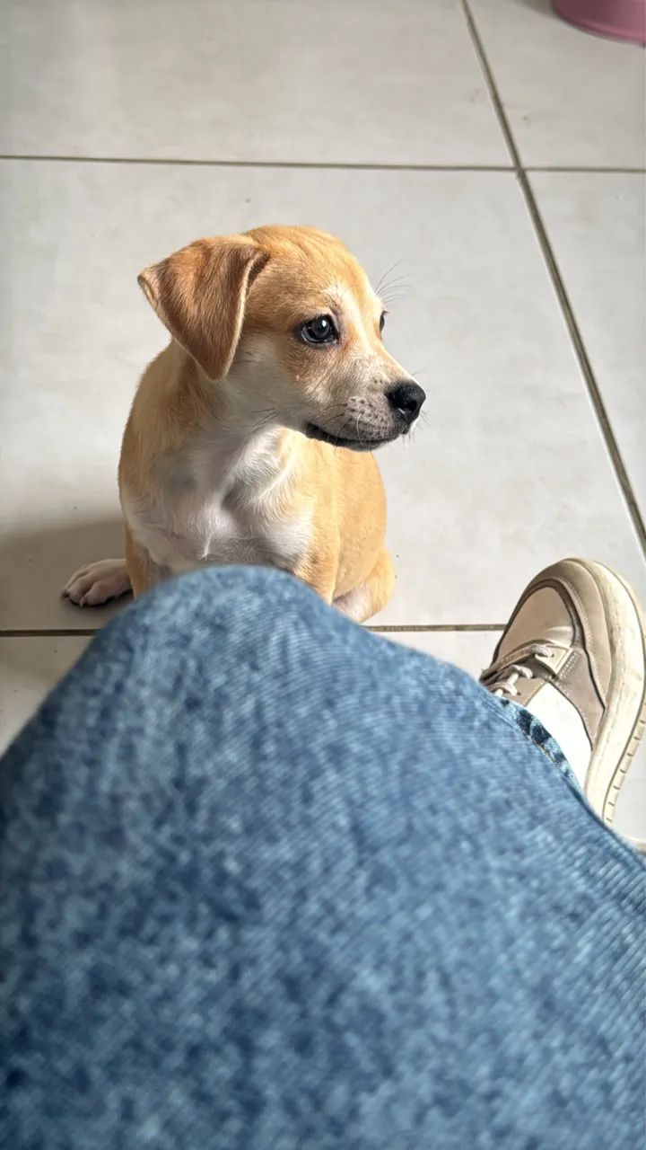 Cachorrinha linda - Foto 2