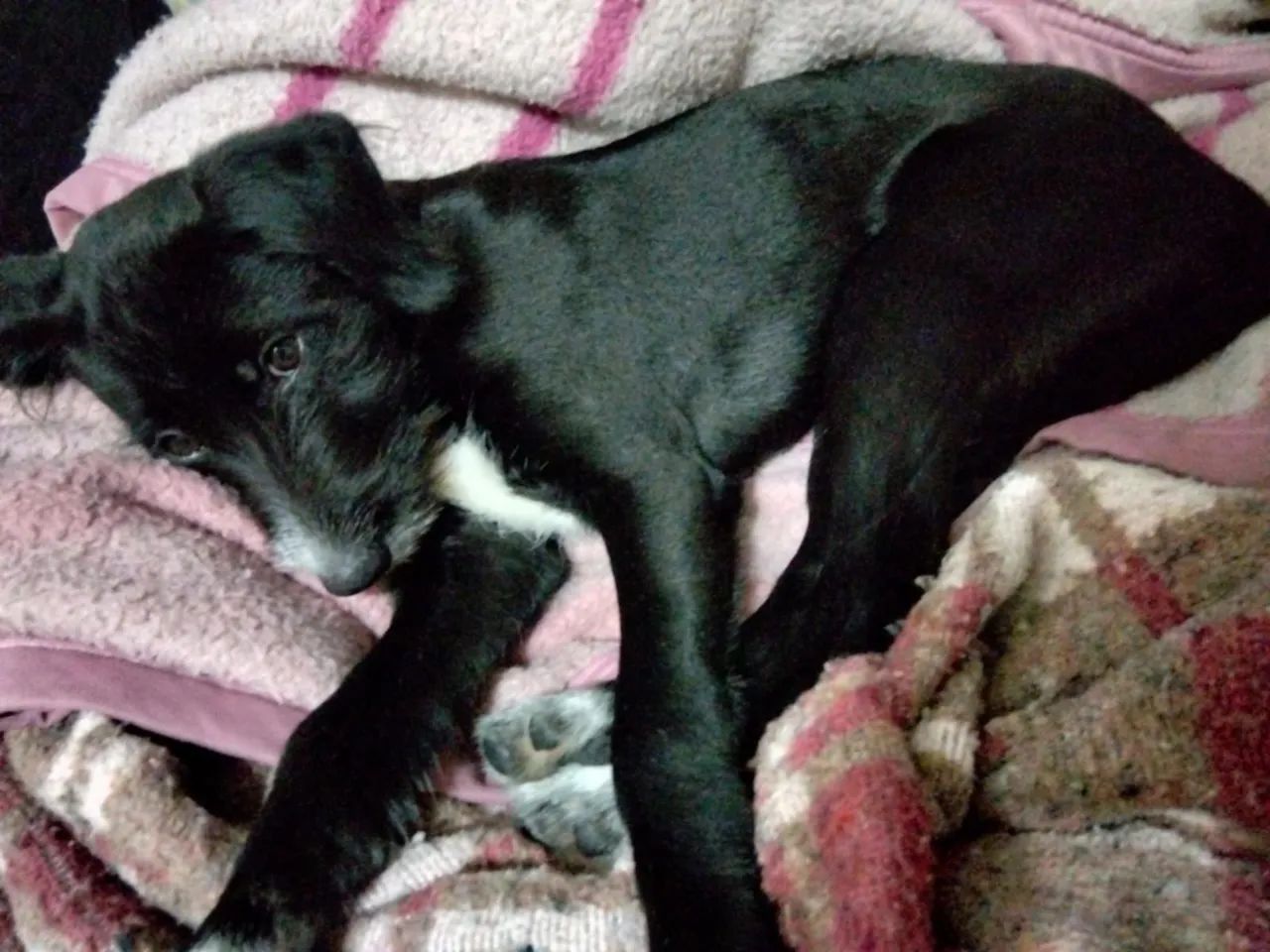 Doa se toddy - Foto 3