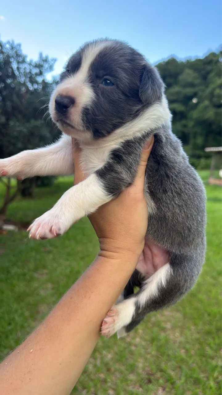 Border collie disponíveis - Foto 4