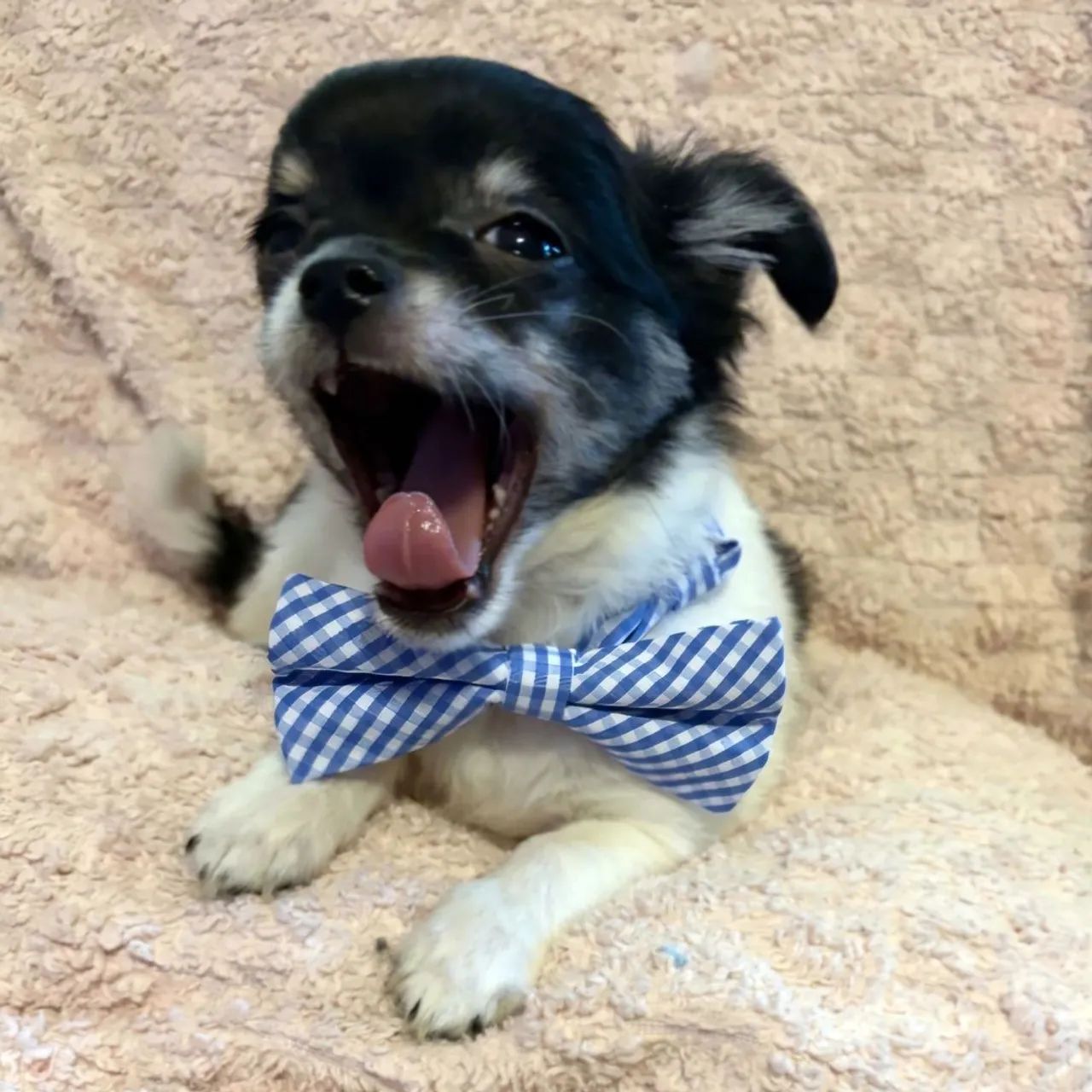 Chihuahua | Entregamos hoje 