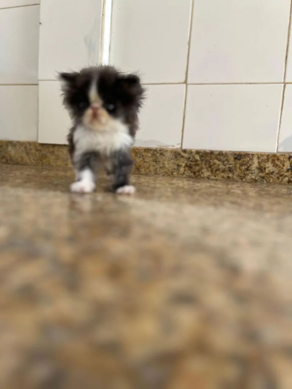Gato Persa - Foto 4