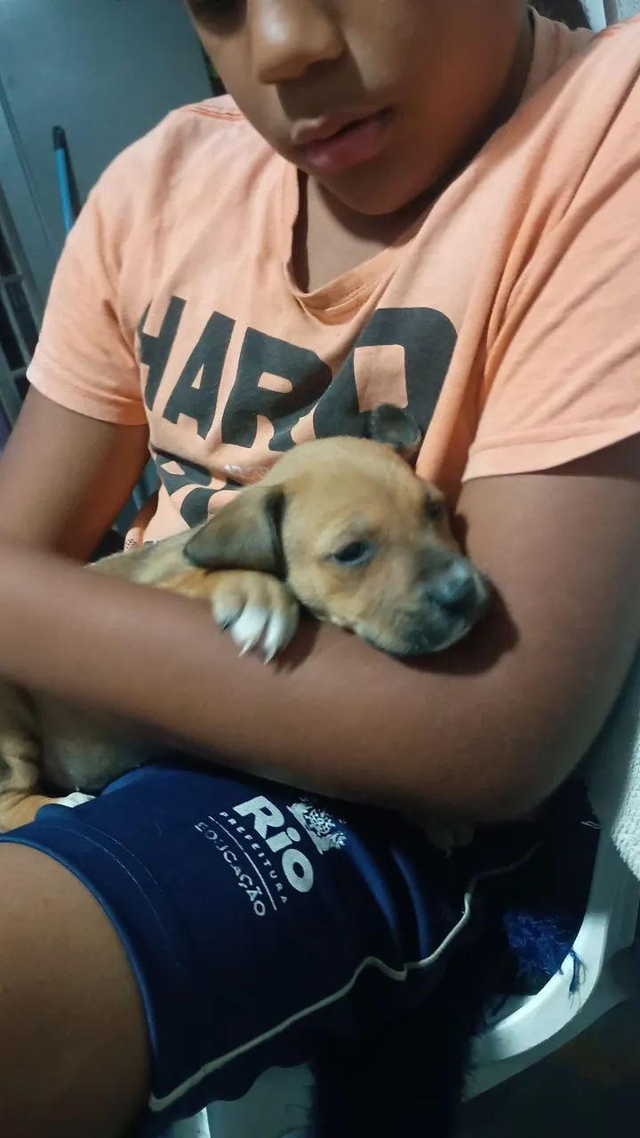Filhote de cachorro para doação. - Foto 4