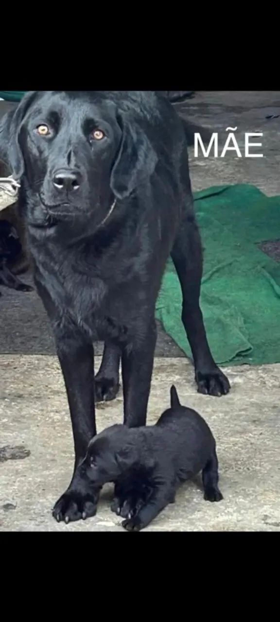 Labrador preto com Pedigree - Foto 5