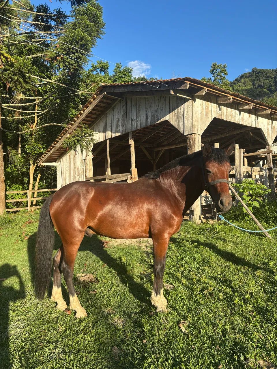 Vendo cavalo crioulo - Foto 2