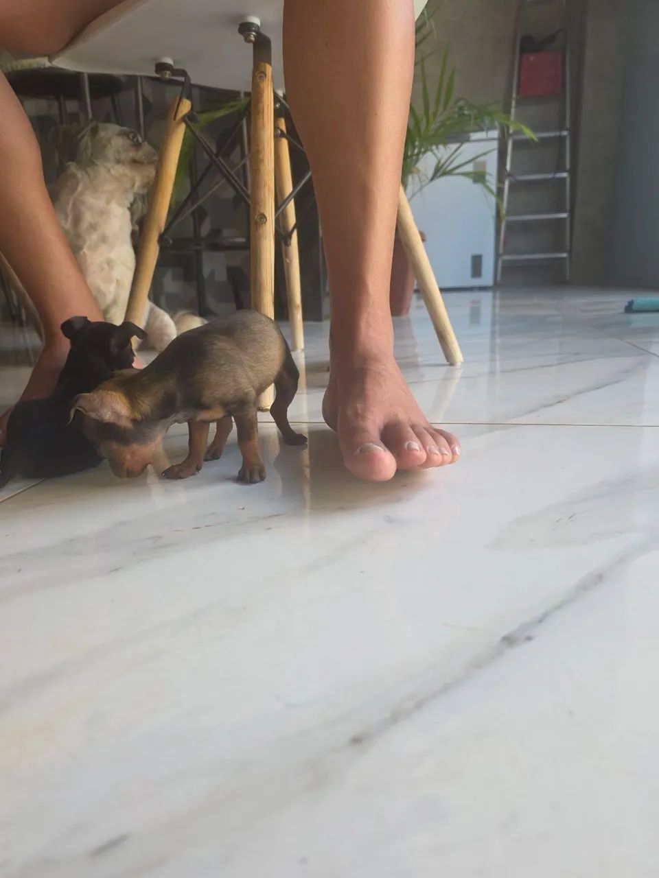 Pinscher 0 - Foto 4
