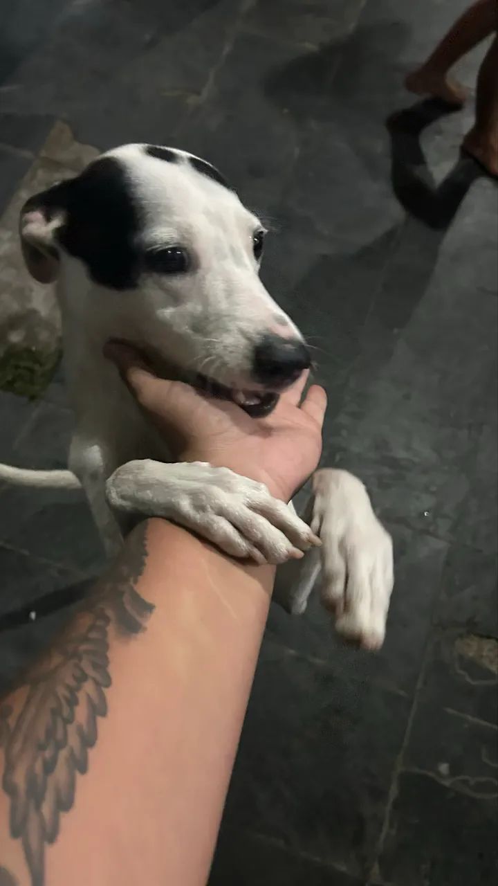 Doação de pet  - Foto 3