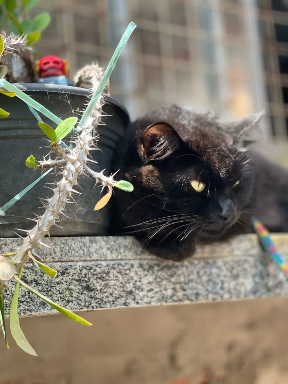 Preciso de um namorado pra minha gatinha