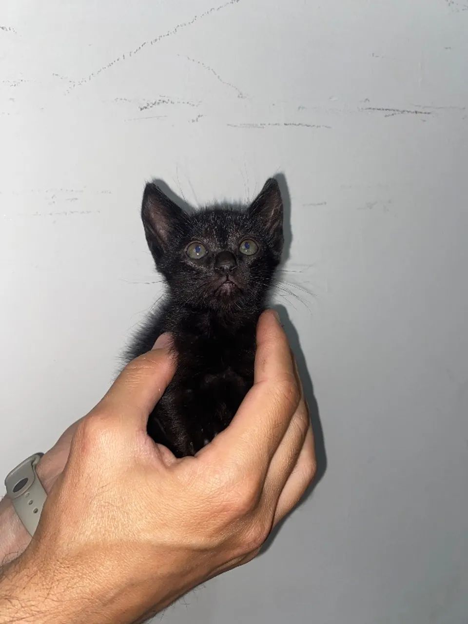 Gatinha filhote fêmea  - Foto 3