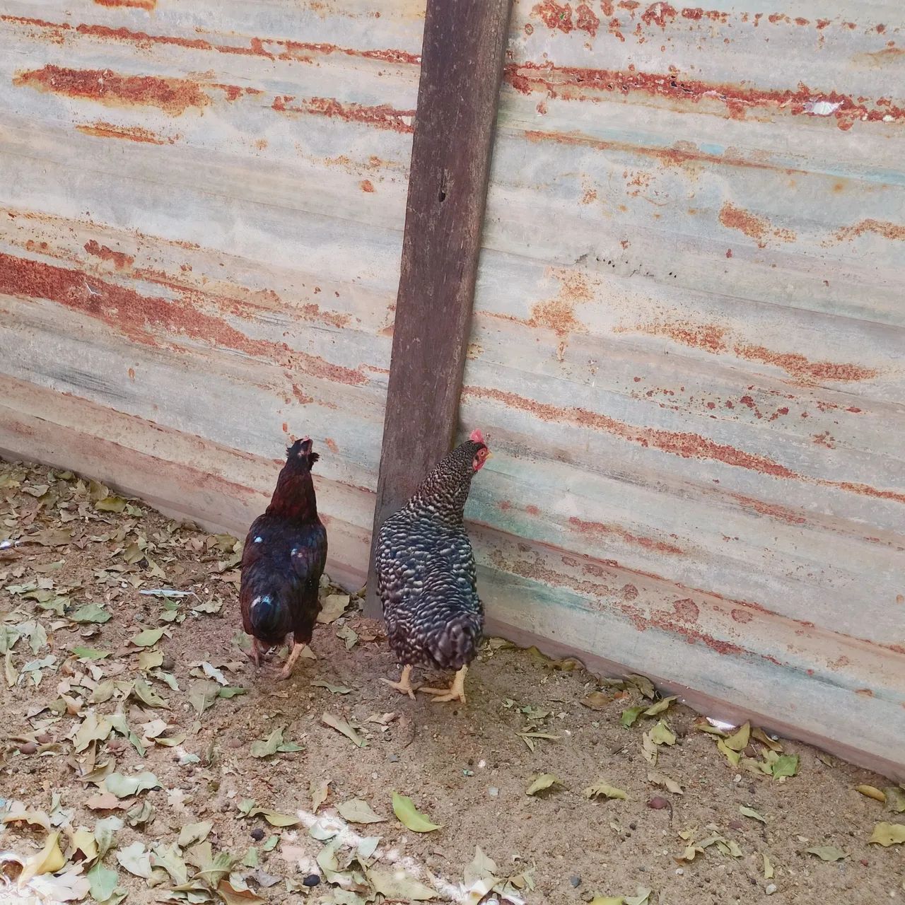 Galinha  - Foto 2