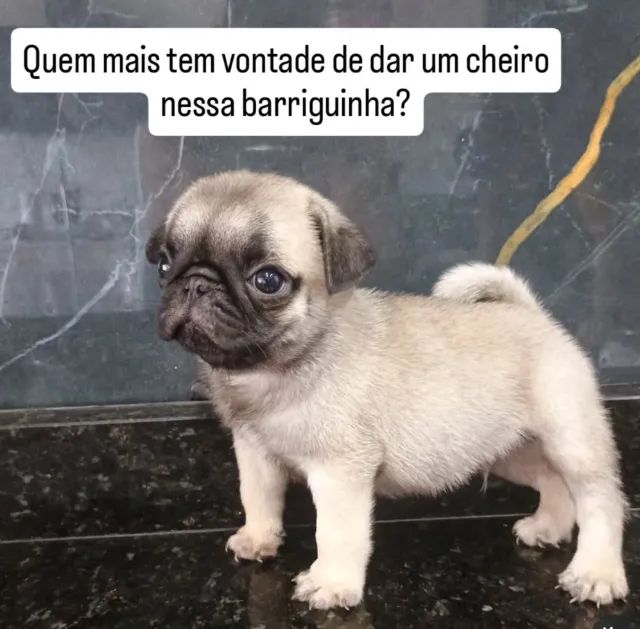 SOMOS UM CANIL REGISTRADO 