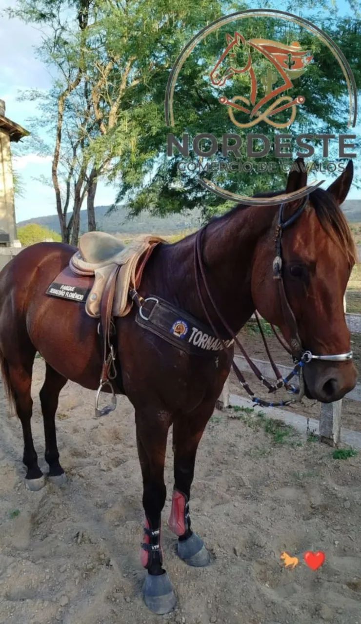 Cavalo de Direita Pronto e Puro - Foto 3