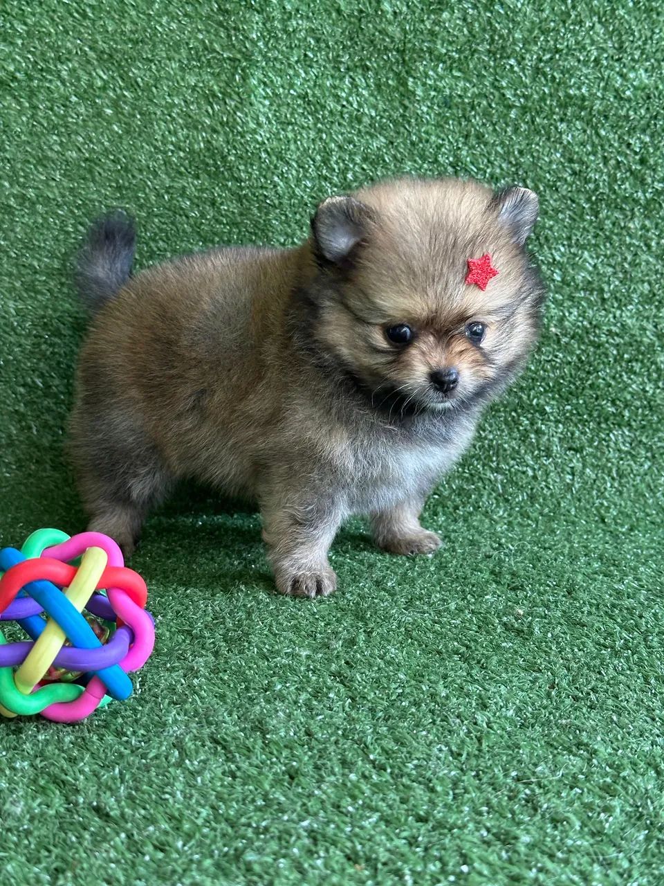 Spitz alemão anão  - Foto 2