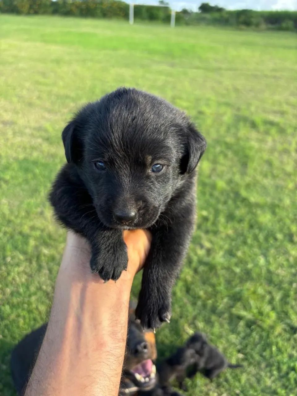 Filhotes de rottweiler - Foto 4