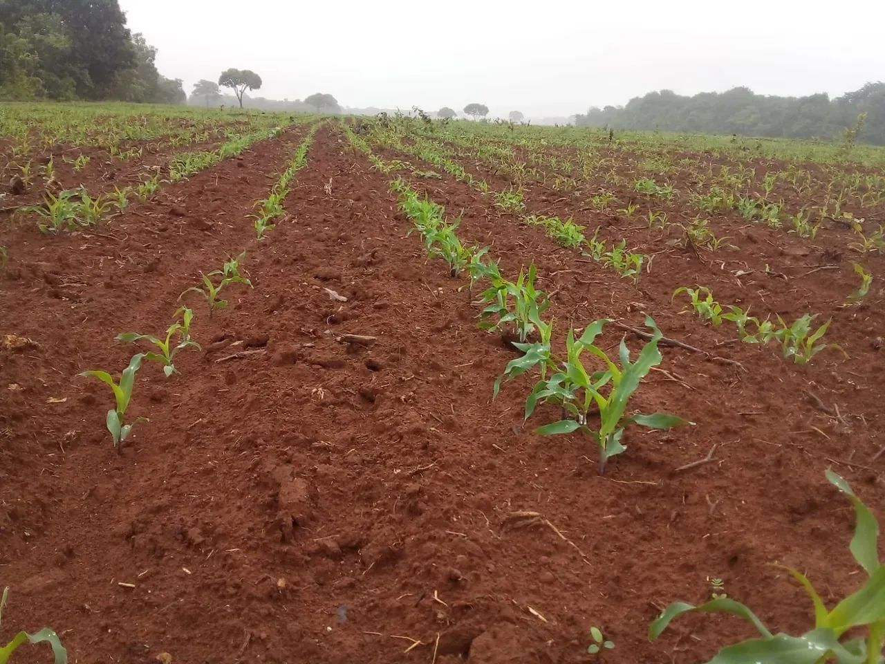 Fazenda a venda, Oportunidade em Talismã- To - Foto 4