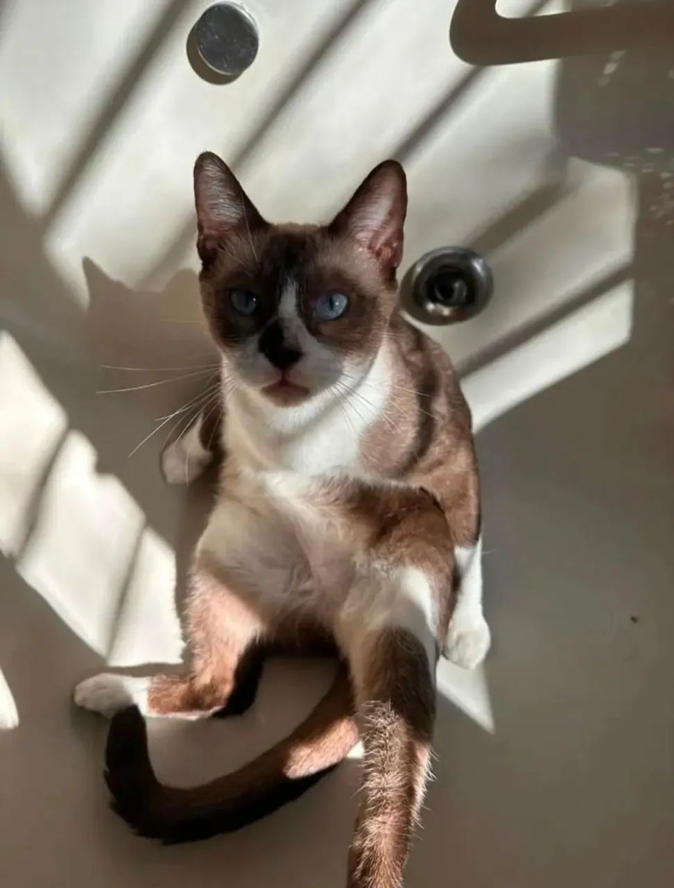Gata para Adoção  - Foto 3