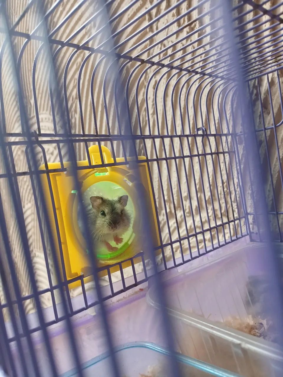 Hamster filhote - Foto 5