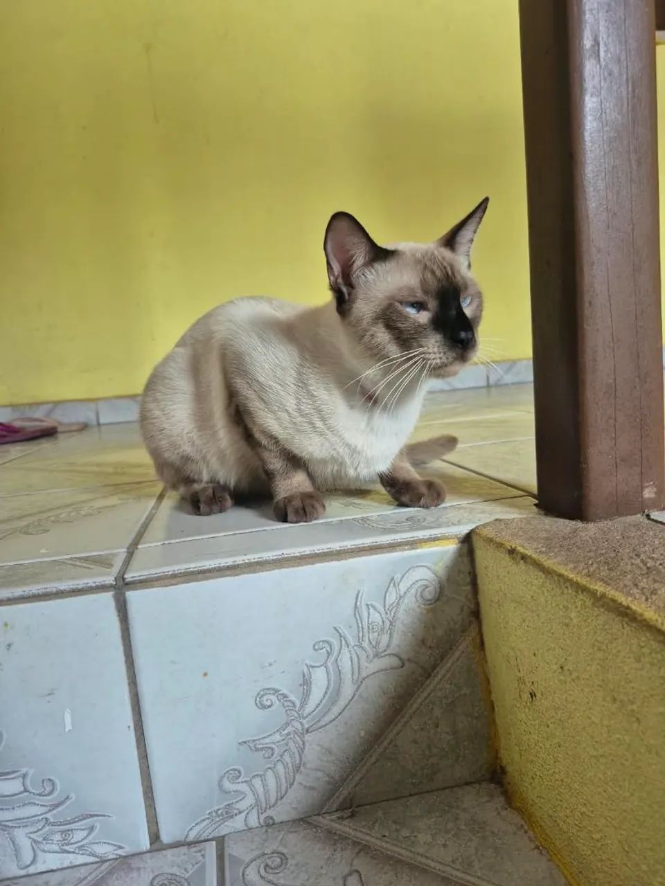 Gatinho de 10 meses para doação  - Foto 2