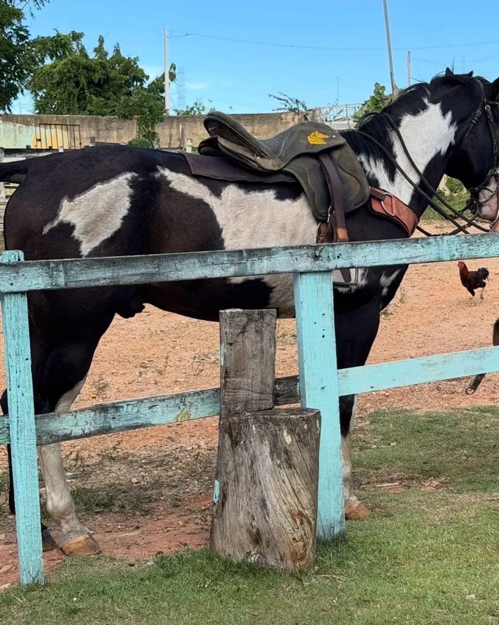 Cavalo de direita - Foto 5