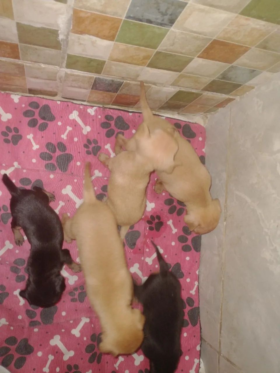 Cães da Raça pinscher - Foto 3