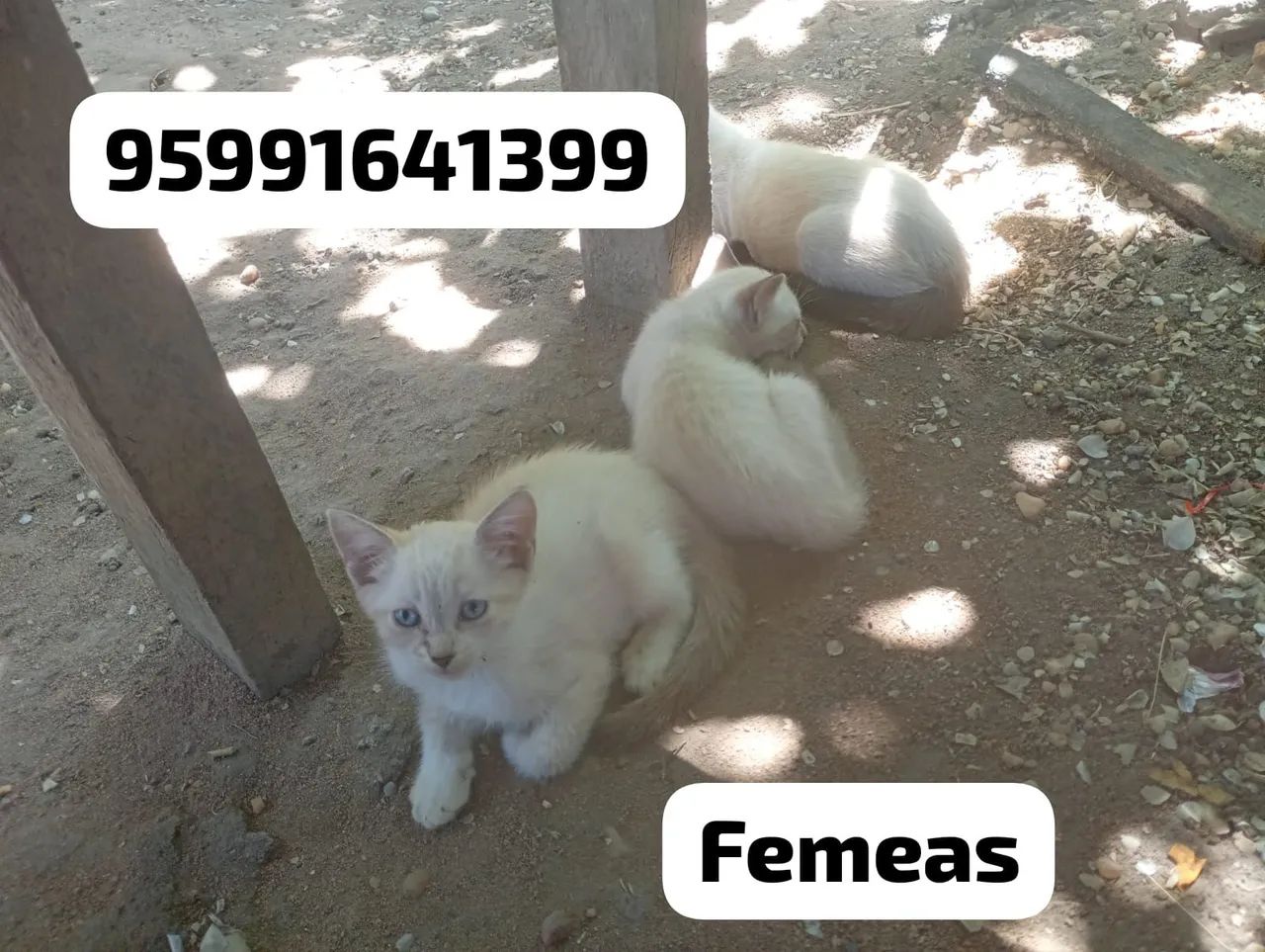 Gatinhas filhotes pra adoção  - Foto 3