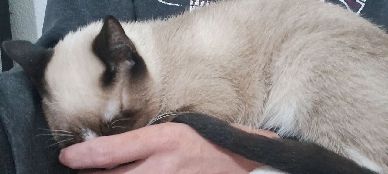Doação de gato. - Foto 2