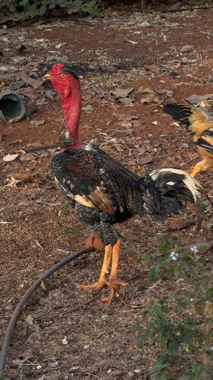 Frango