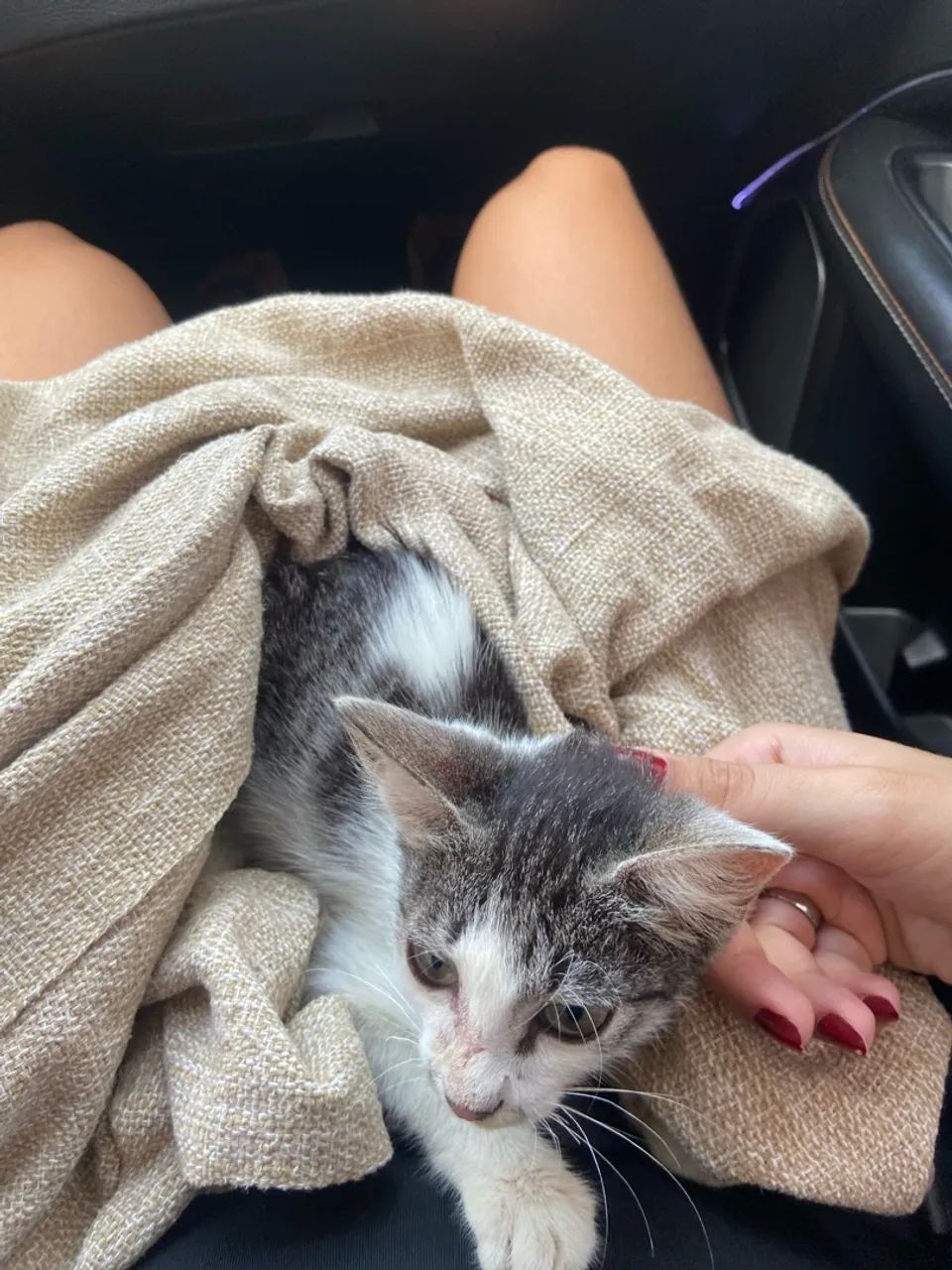 Chico the Cat - Foto 2