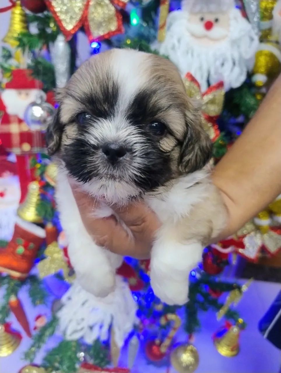 SOMOS UM CANIL REGISTRADO  - Foto 4