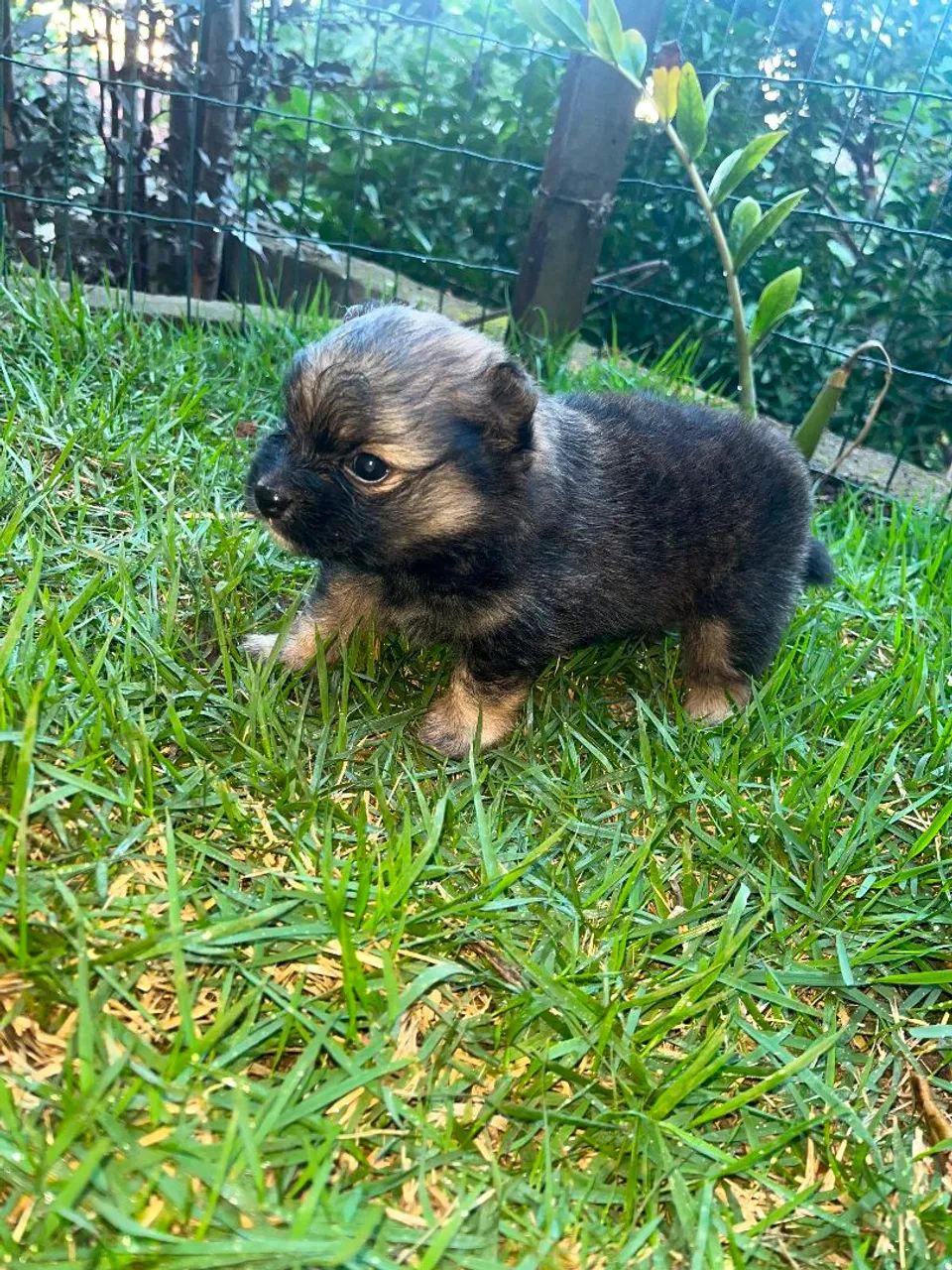 Filhote de Spitz anão Machinho Laranjado  - Foto 4