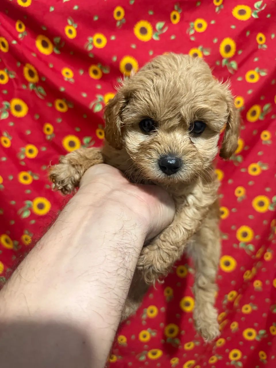 Poodle - filhote- fêmea e macho - Foto 5