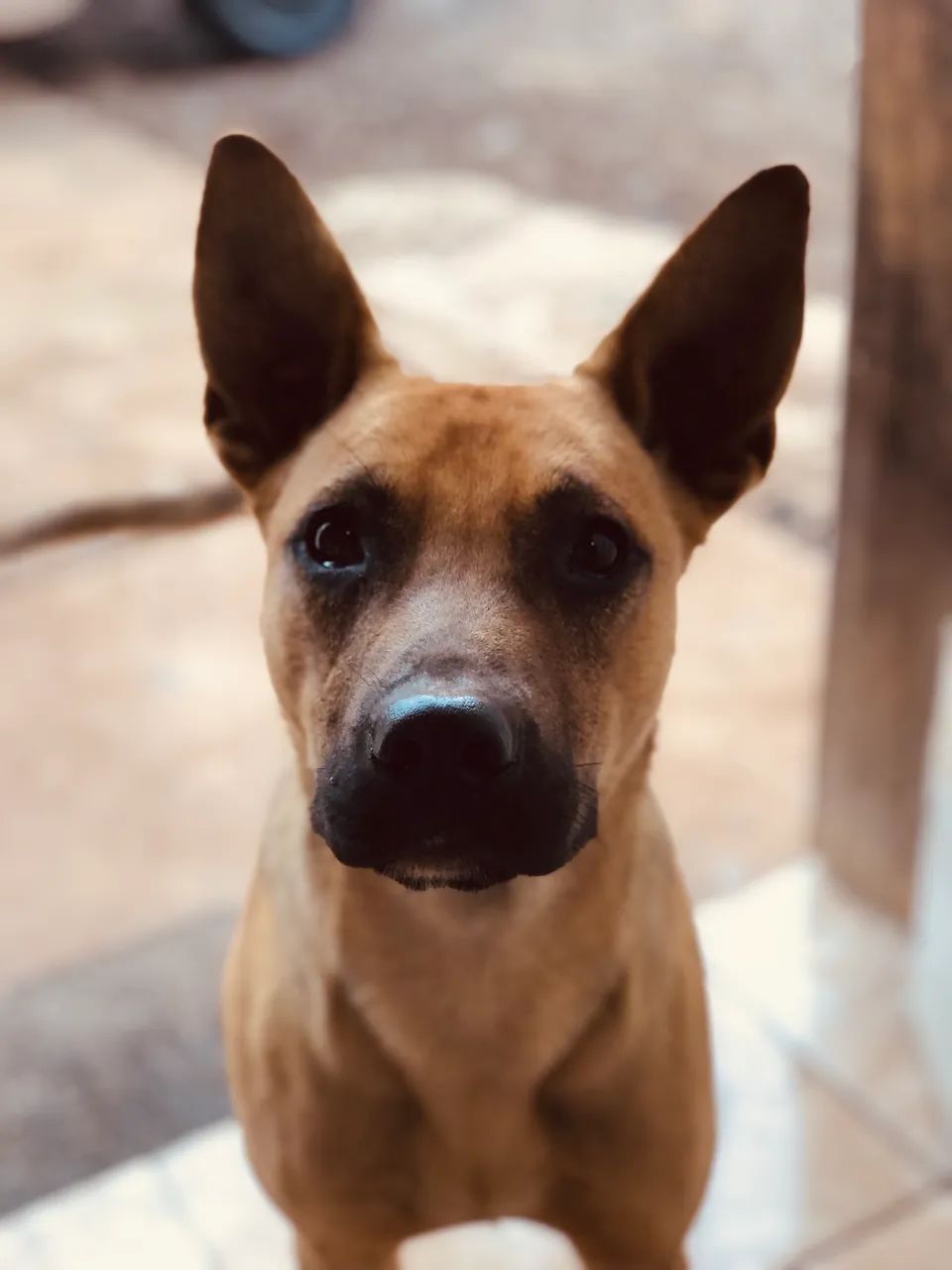 Doa- se cachorro - Foto 5