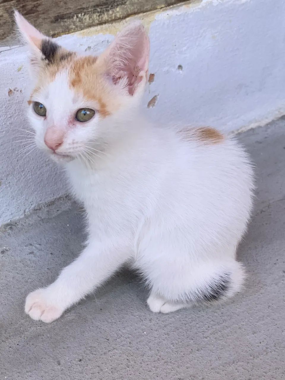 Lindos gatinhos  - Foto 3