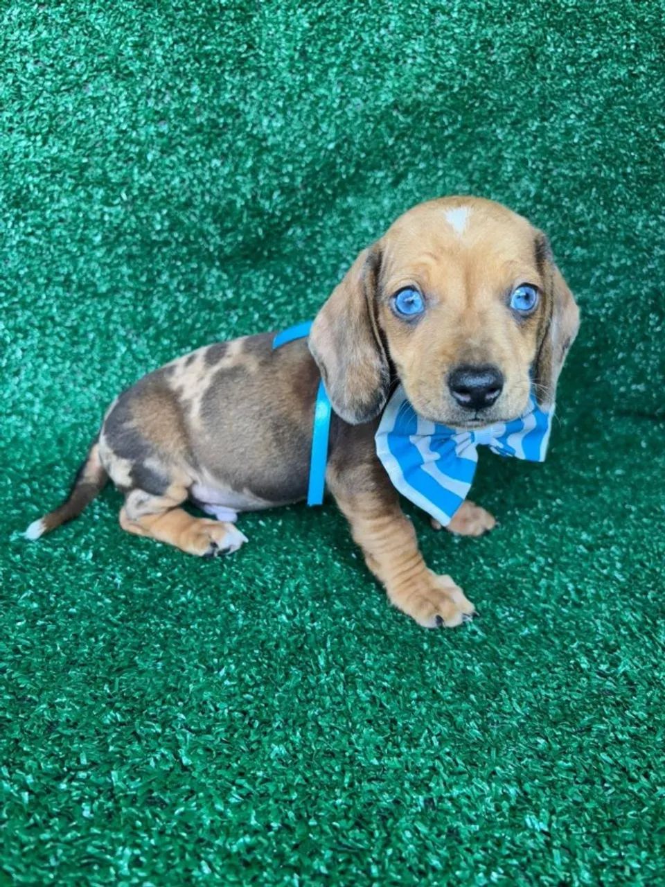 Dachshund de excelente procedência - Foto 2