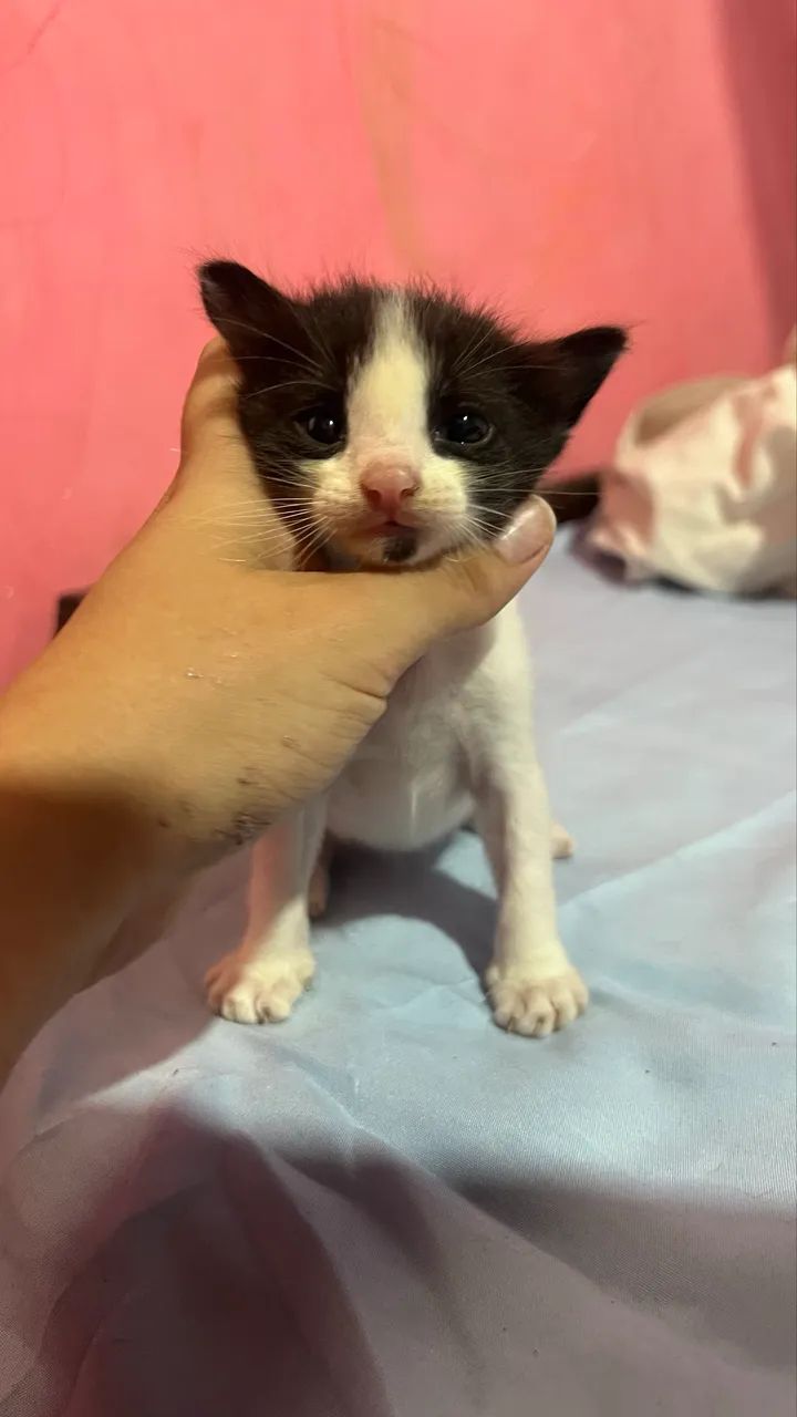Gatos  - Foto 5