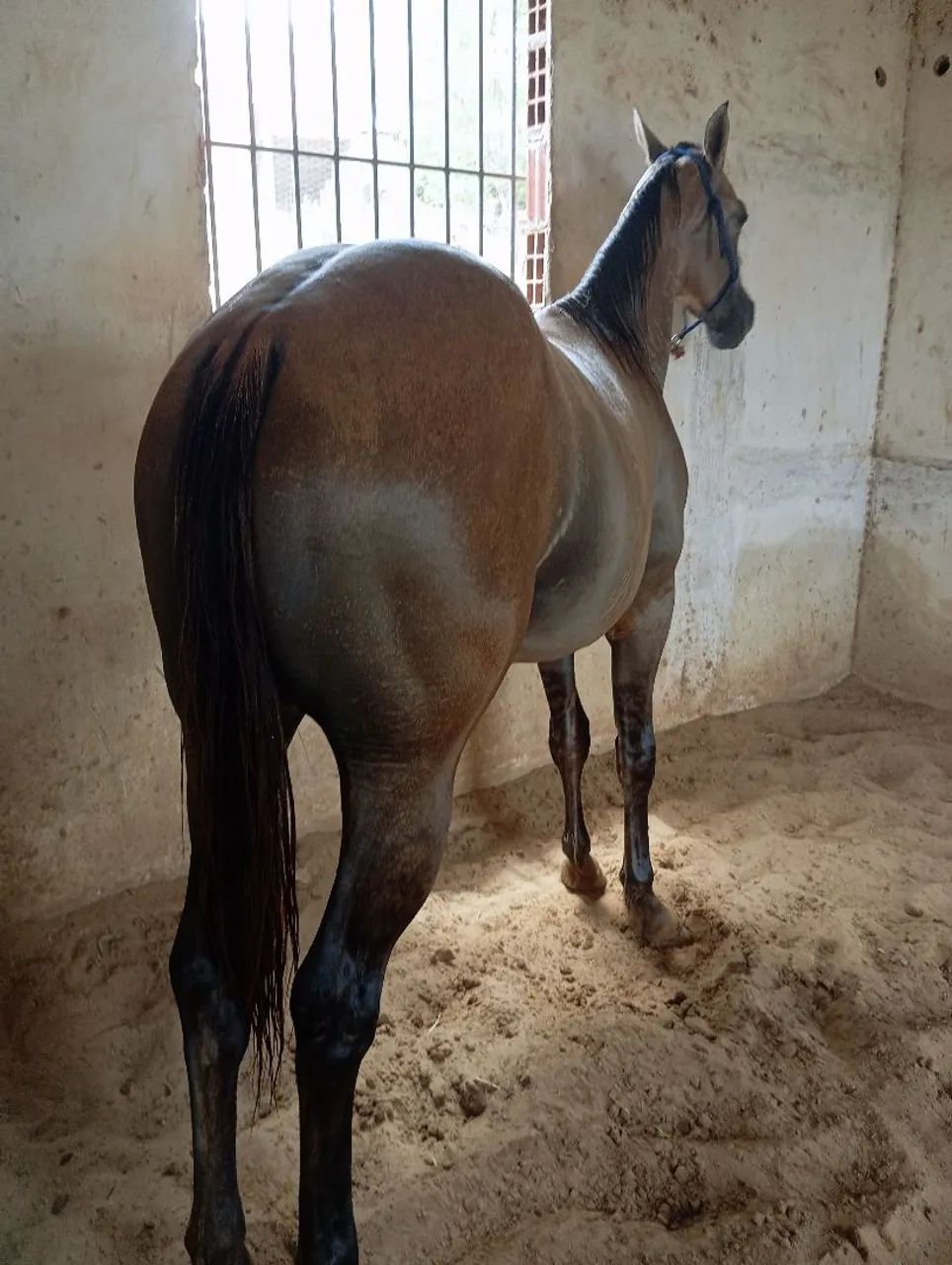 Potro Quarto de Milha  - Foto 5