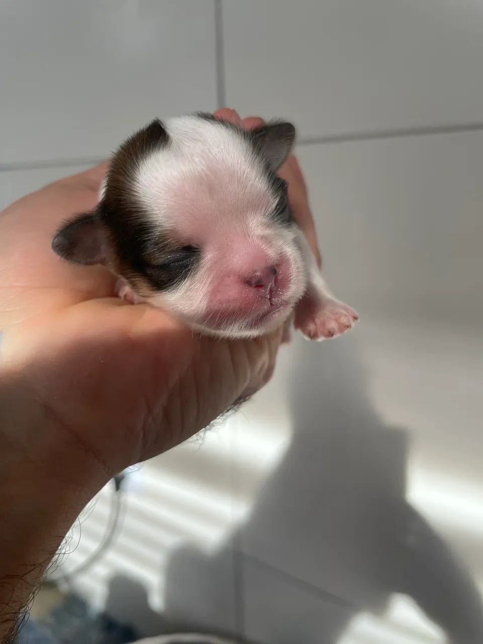 Shitzu - Foto 2
