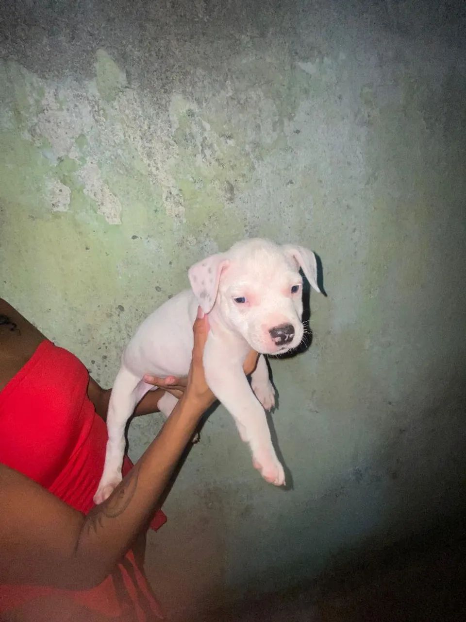 Filhotes American Bully - Foto 2