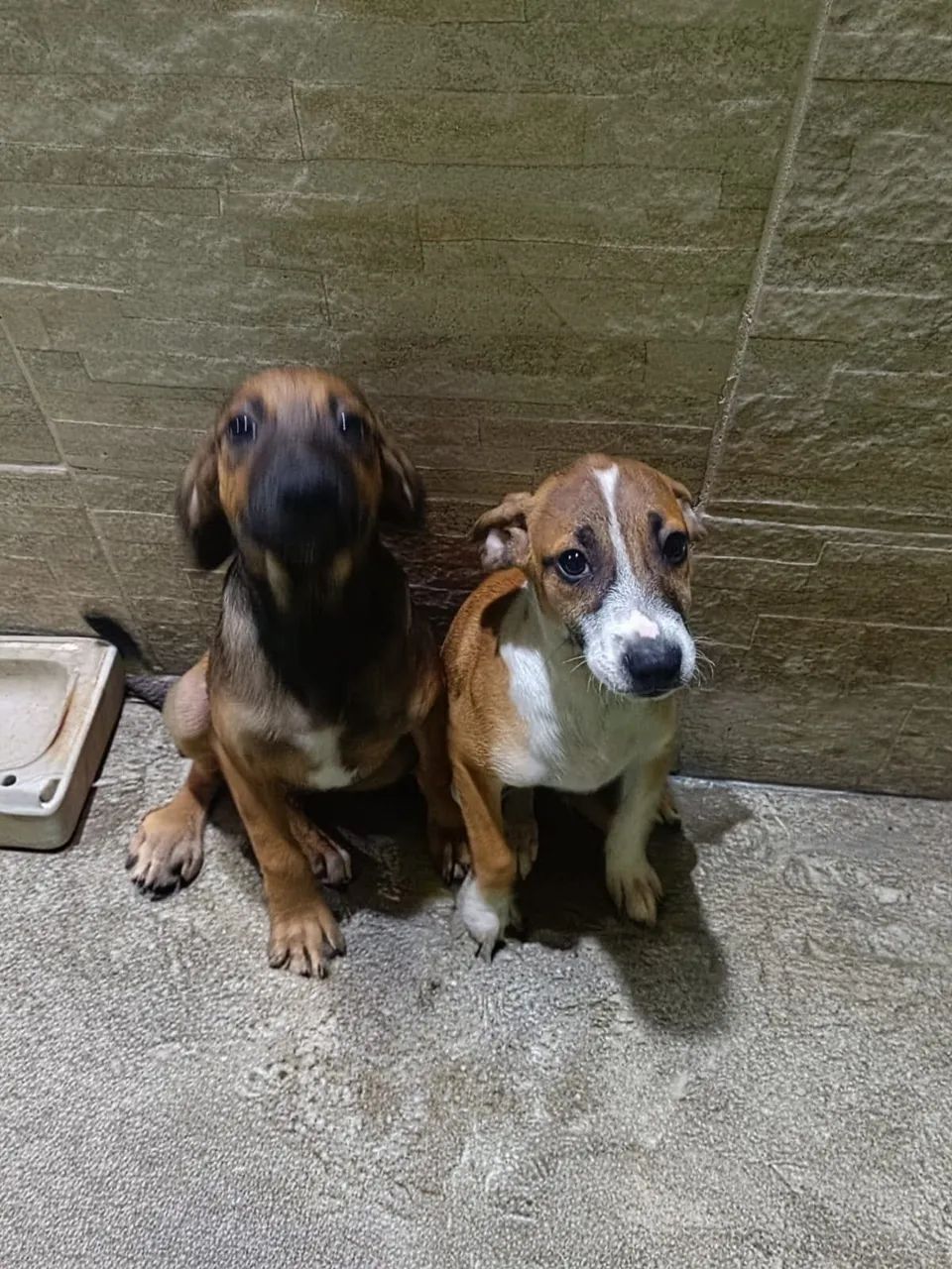 Cachorro vira-lata adoção  - Foto 2