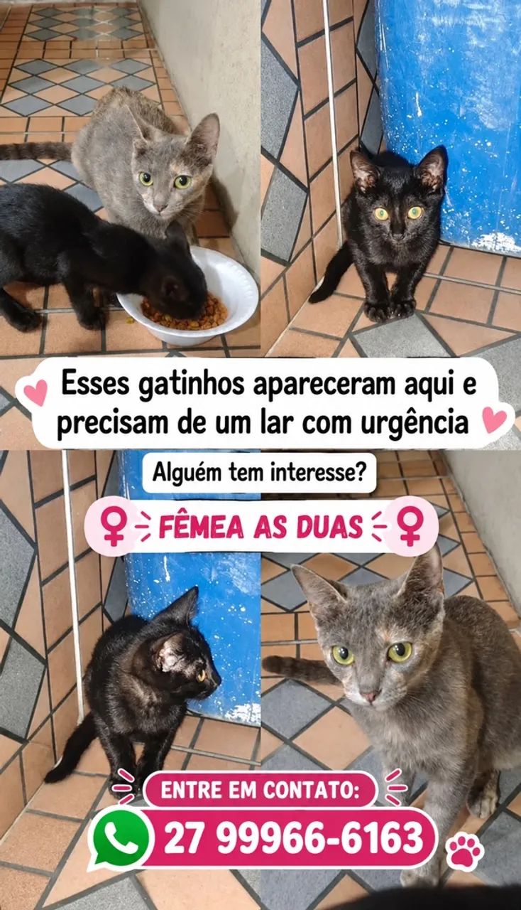 Doação 