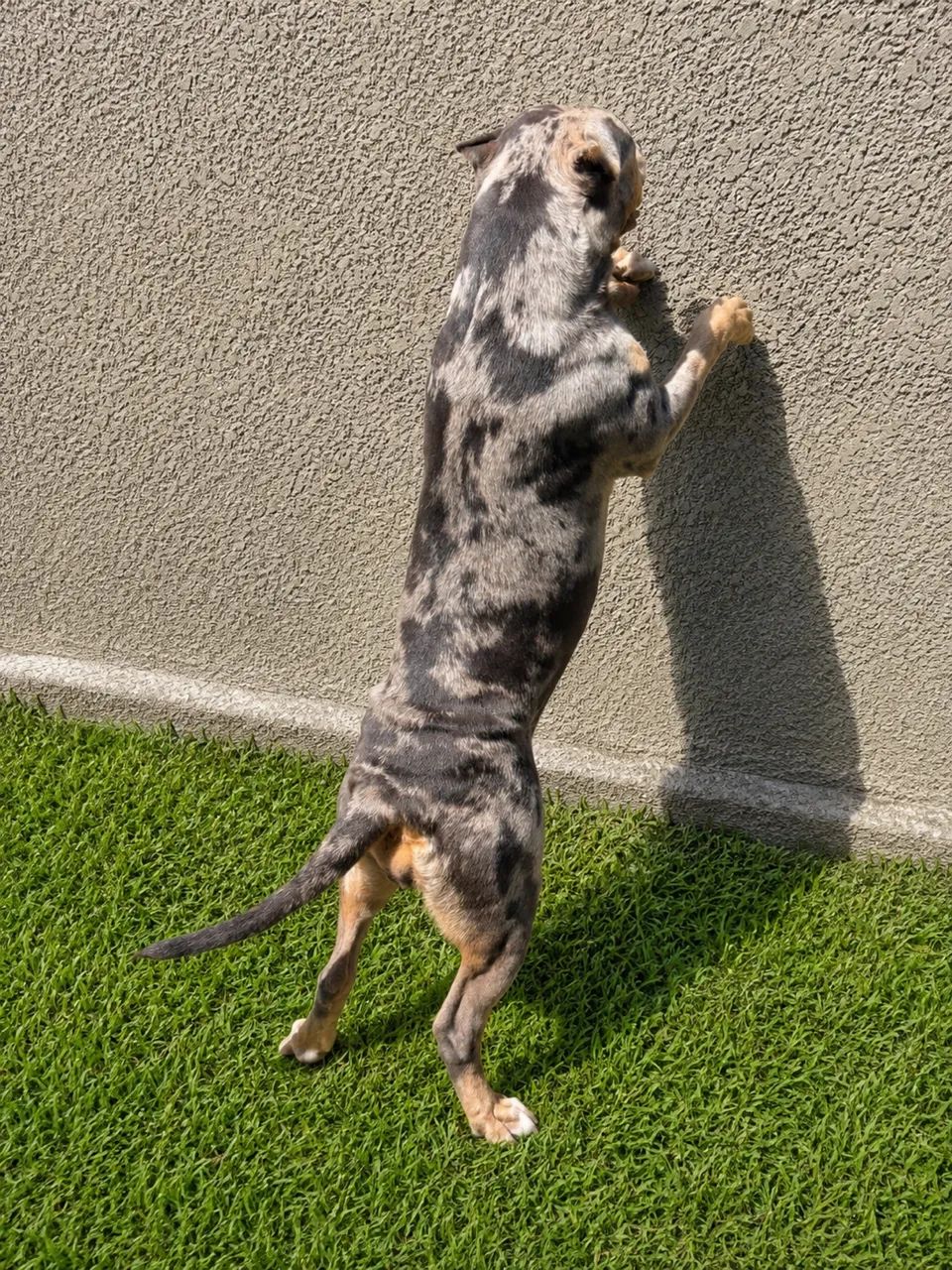 Pitt monster 