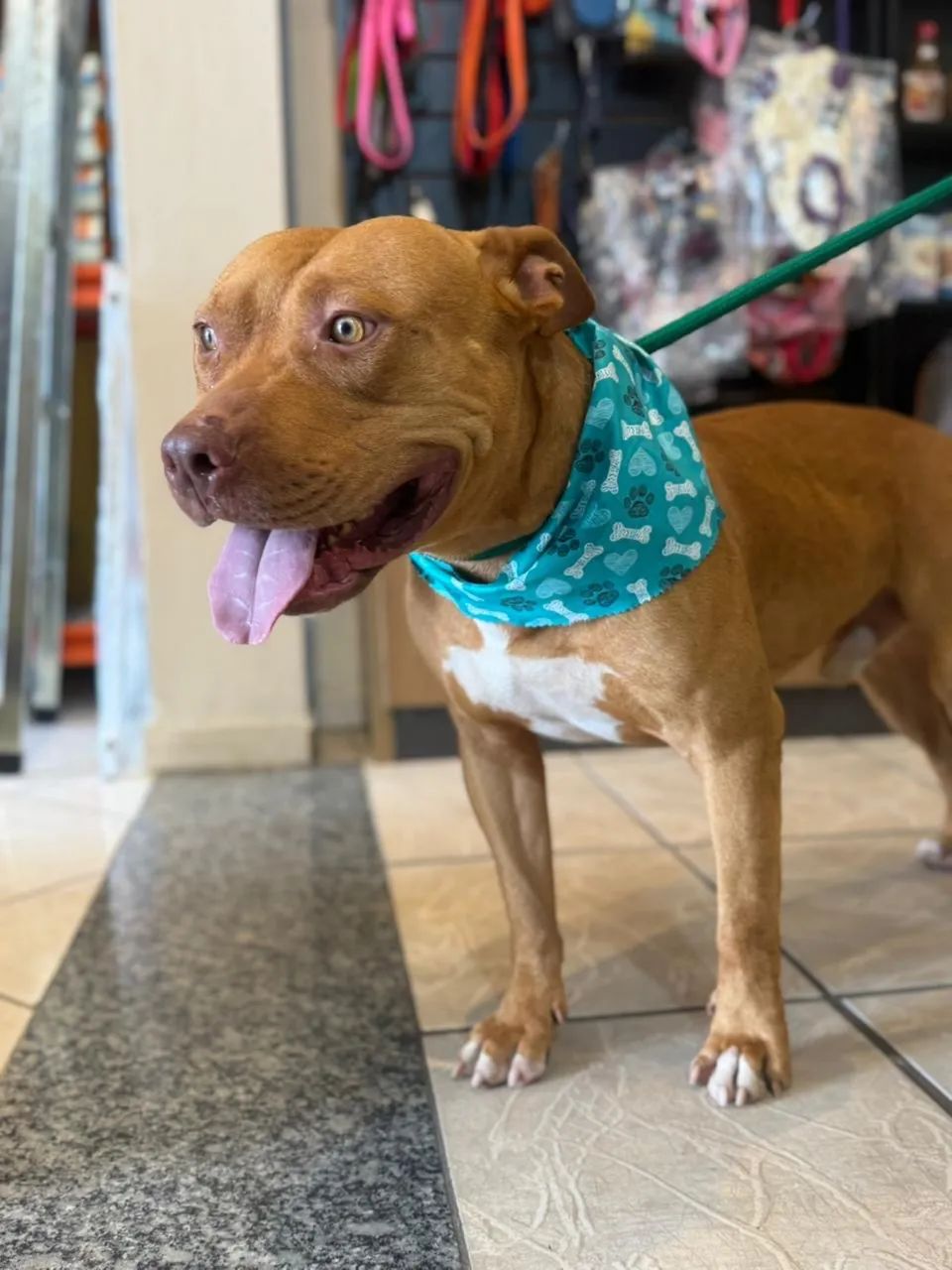 Pitbull para adoção  - Foto 4